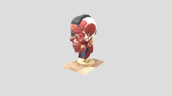 SF_face 3D Model