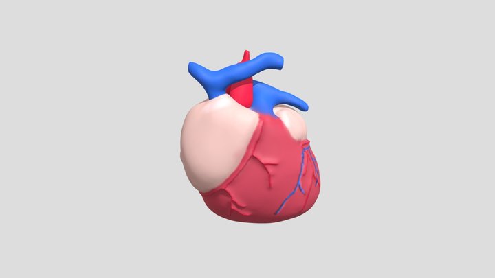 心臟 3D Model