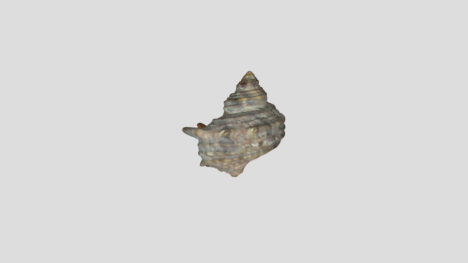 Turbo sazae - 3D model by kaneko.naotomo [158488f] - Sketchfab