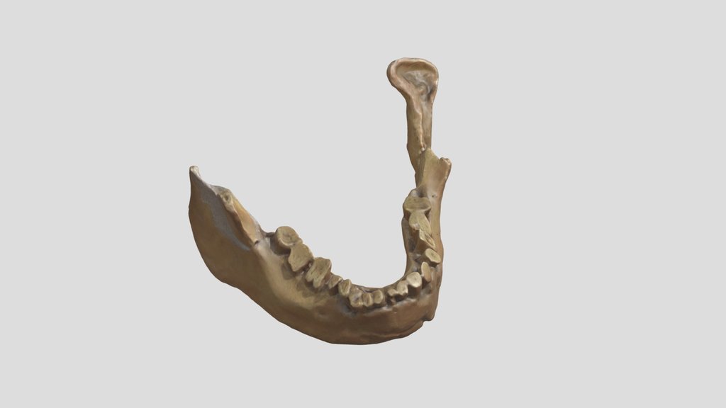 Banyoles mandible