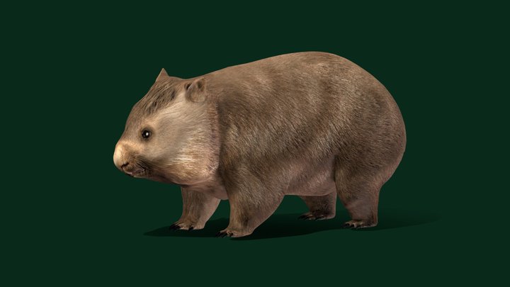 Wombat Joey Animal (Game Ready) 3D Model
