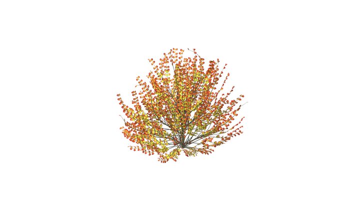 Autumn Hamamelis Vernalis 3D Model