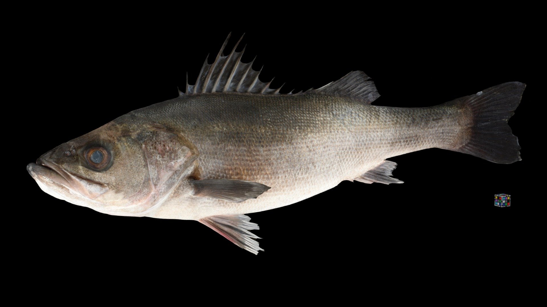 スズキ Japanese Seabass, Lateolabrax japonicus