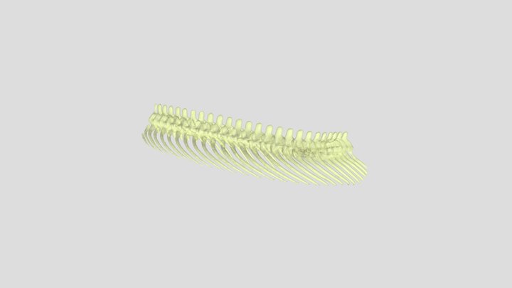 Segmentation_bone 3D Model