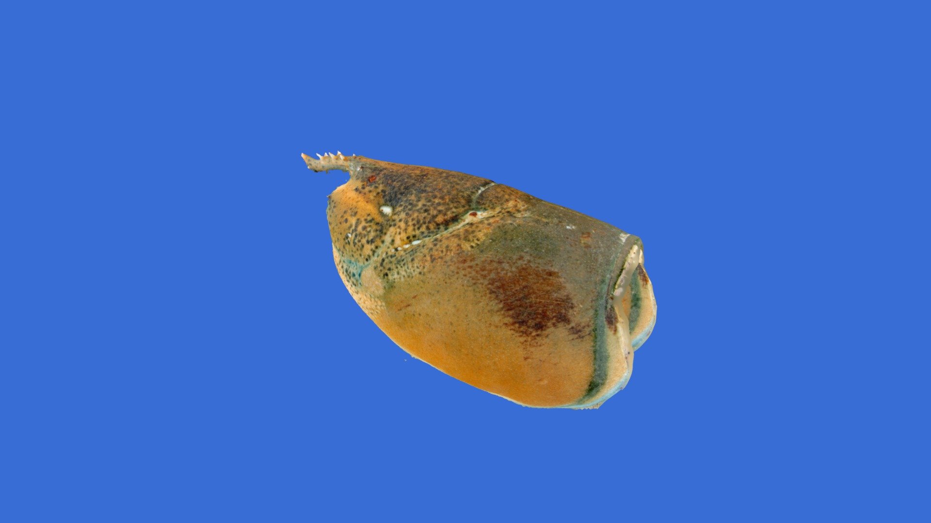 Am Lobster Spring 2019 St263 01 with level 1 ESD