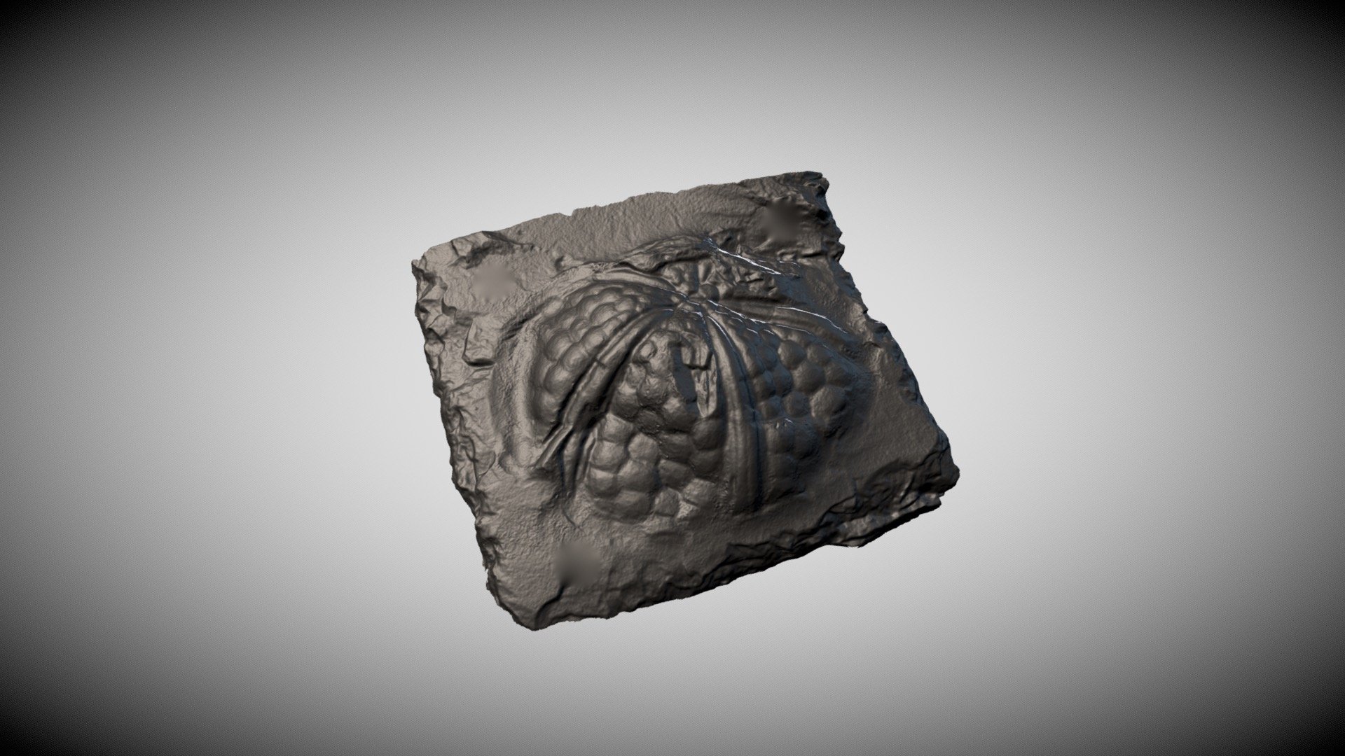 Fossil sea urchin Palaeichnus