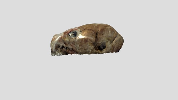 6 - Juvenile Male (see below) 3D Model