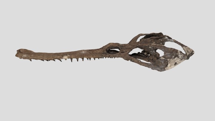 Champosaurus cranium 3D Model