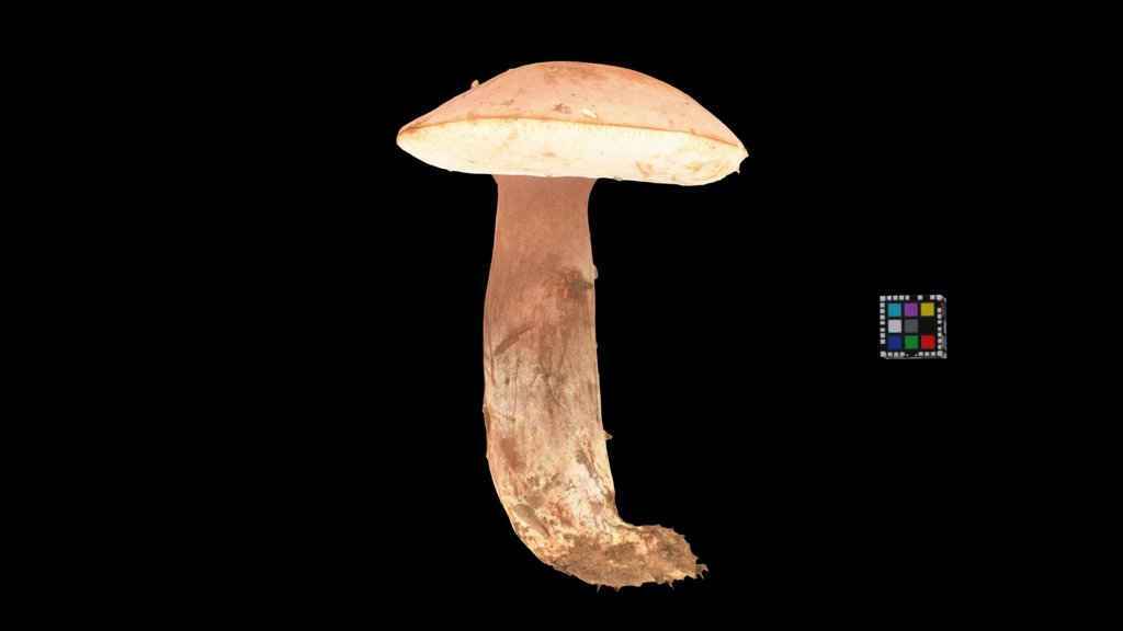 CC0 チャニガイグチ？ ? Bolete, Tylopilus ferrugineus