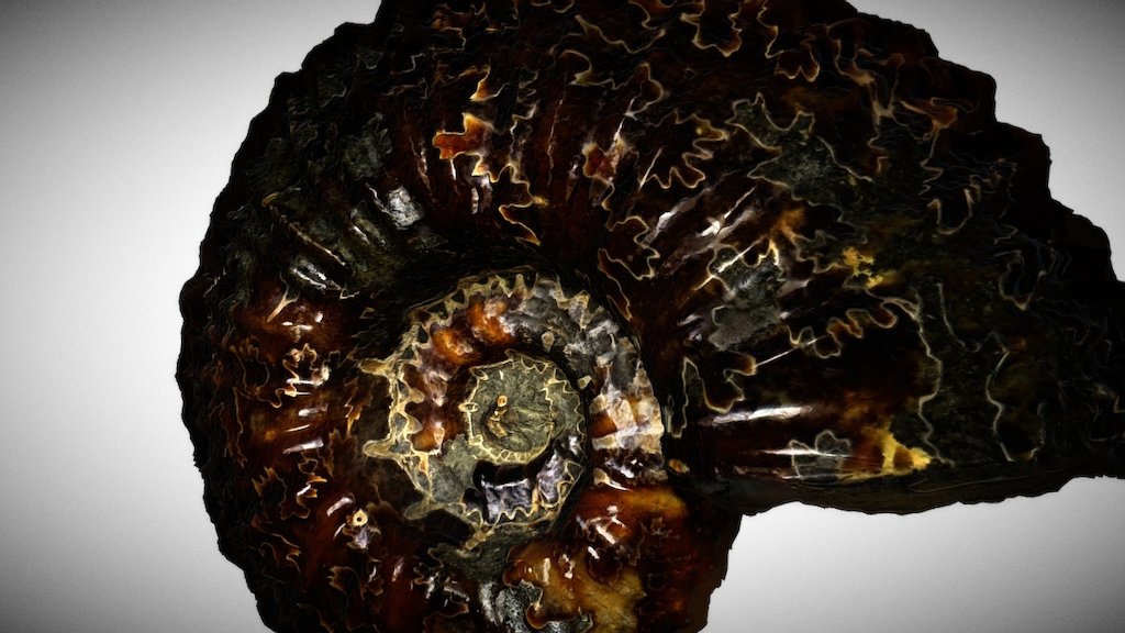 Ammonite Fossil