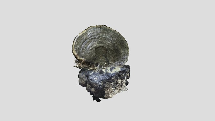 Psammina sp. xenophyophore 3D Model