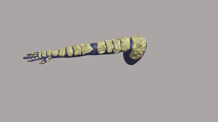 Bone Arm 3D Model