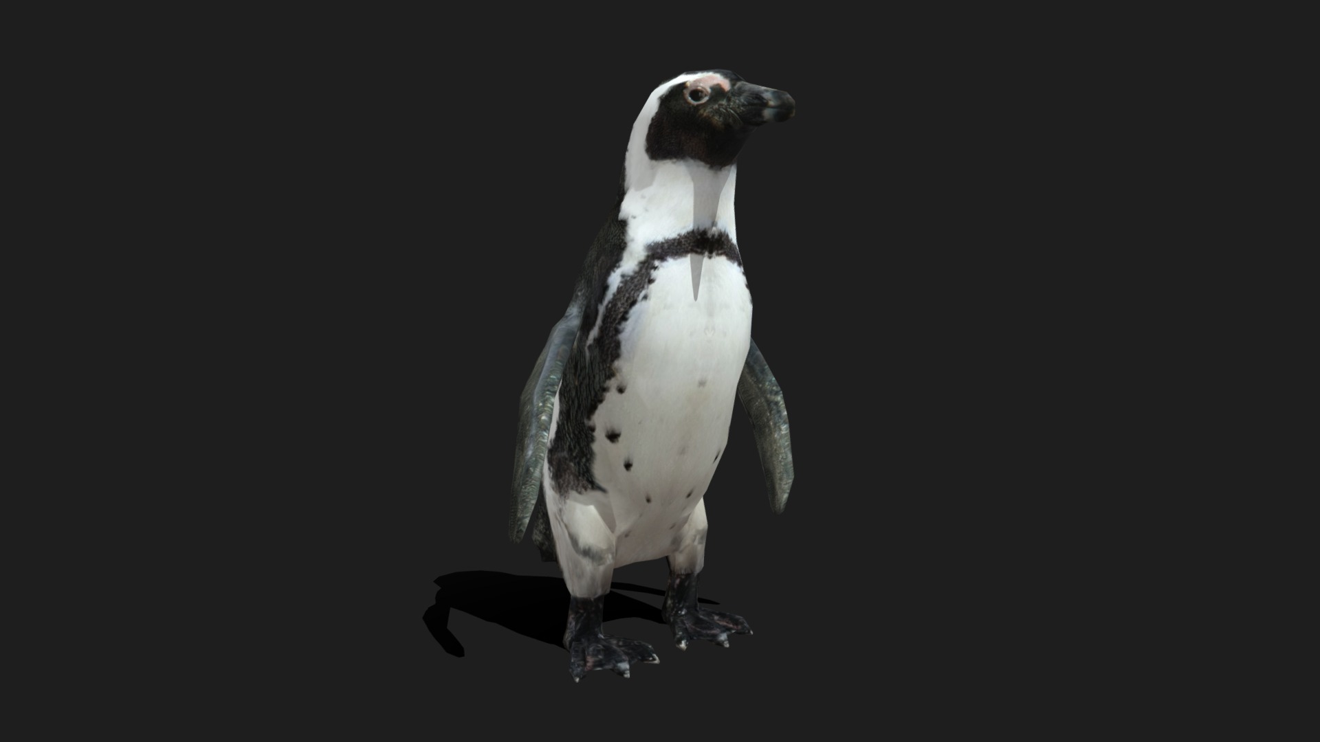 3D model Low Poly African Penguin - This is a 3D model of the Low Poly African Penguin. The 3D model is about a penguin standing on a stool.
