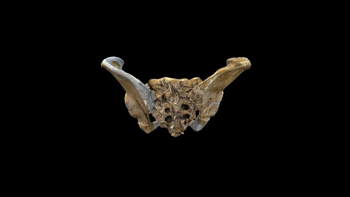 Neanderthal Pelvis 3D Model