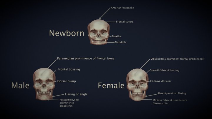 Skull Anatomy Comparison 3D Model