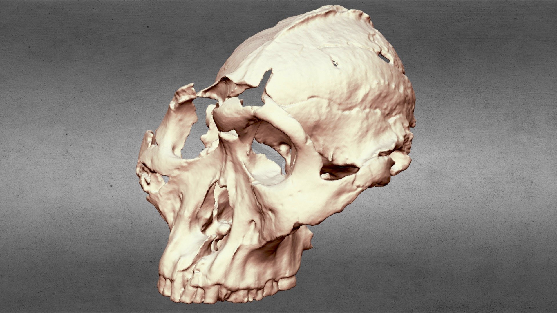 Drimolen DNH 155 Paranthropus Robustus Cranium — Sketchfab embed 3D viewer