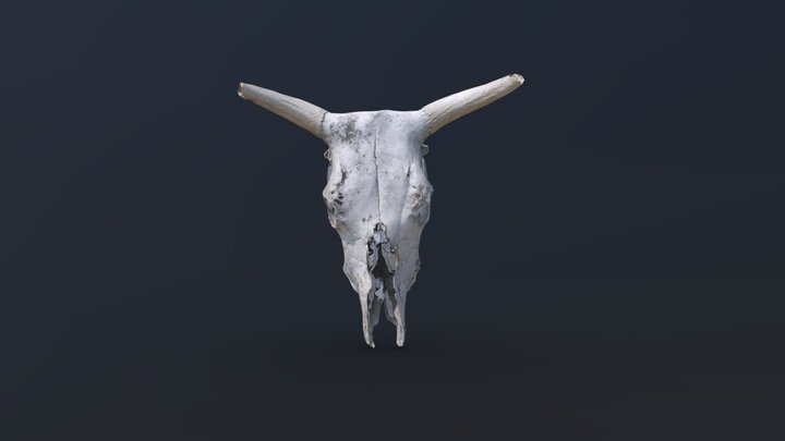 Bull Skull 3D Scan 3D Model