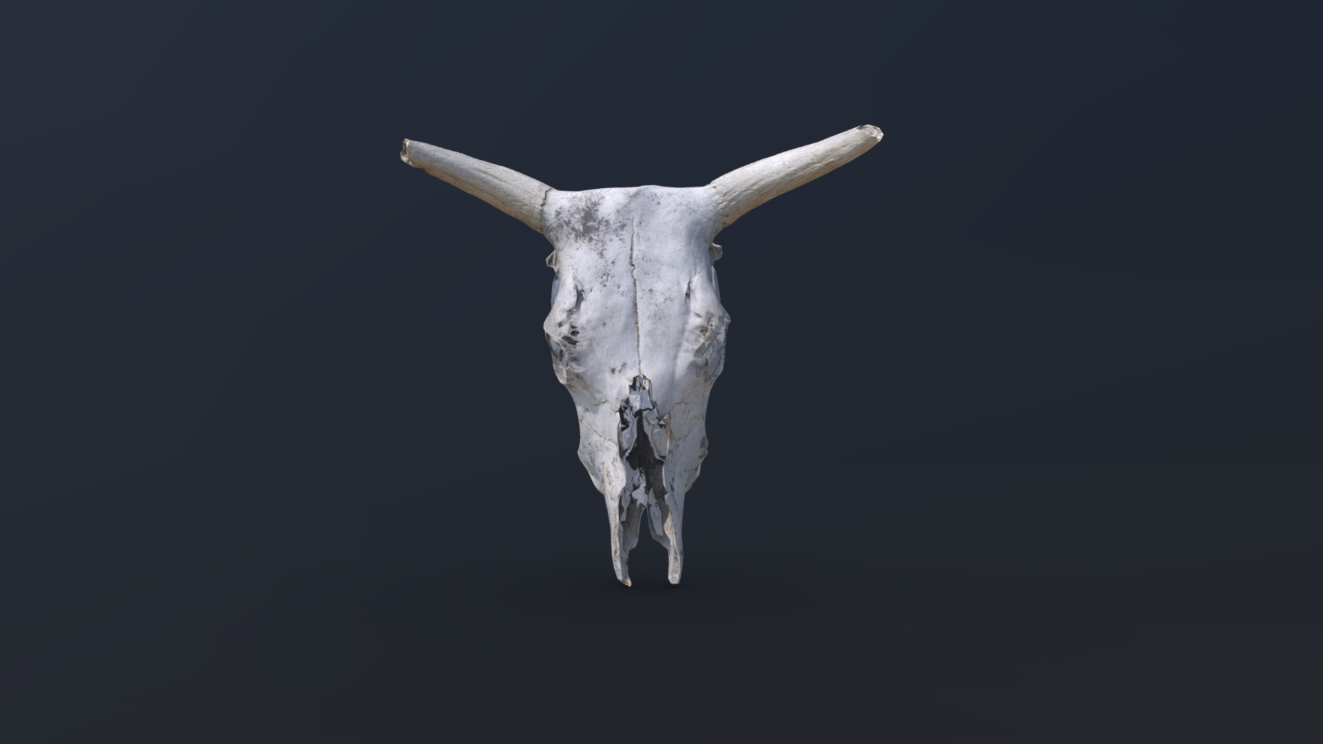 3D model Bull Skull 3D Scan - This is a 3D model of the Bull Skull 3D Scan. The 3D model is about a white horned animal.