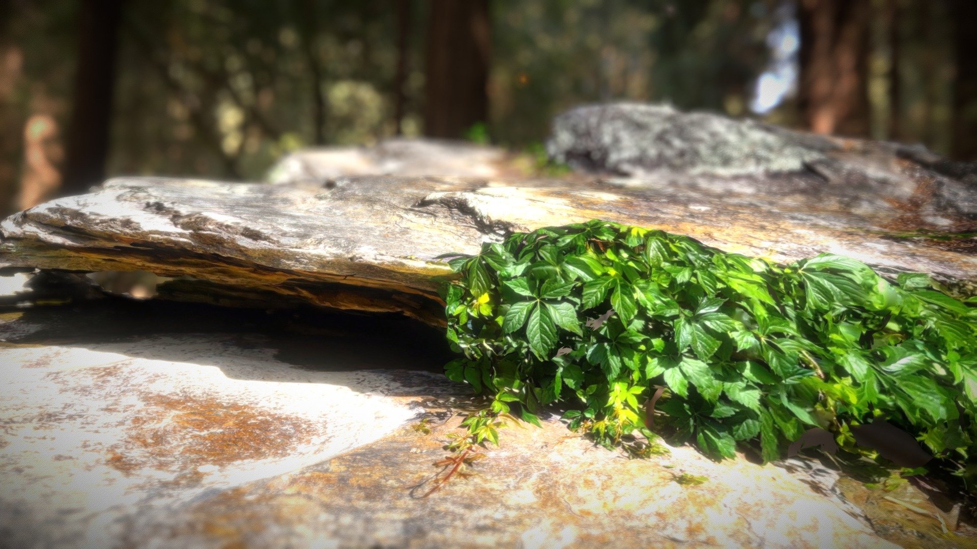 Rocks