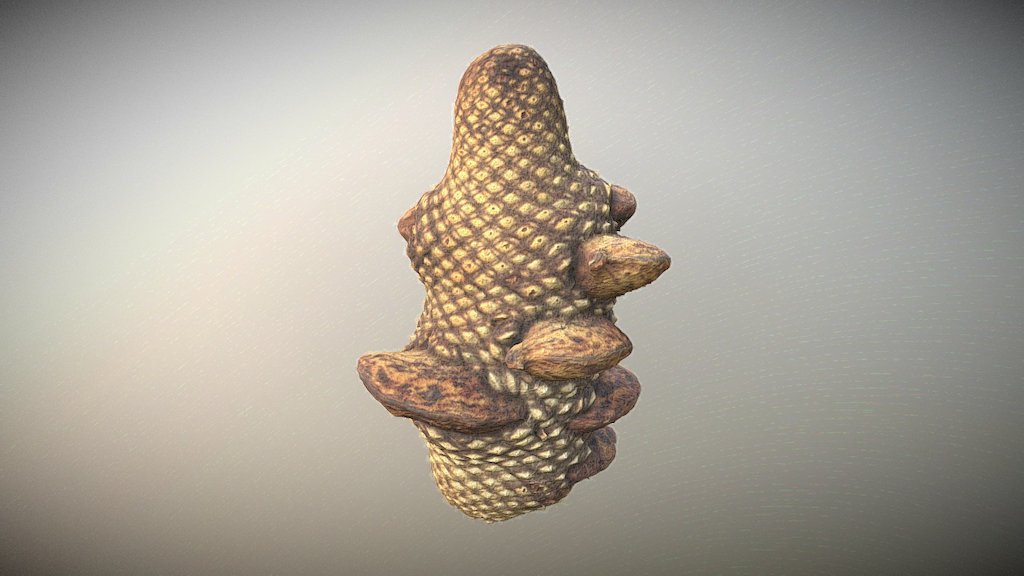 Strengh cone