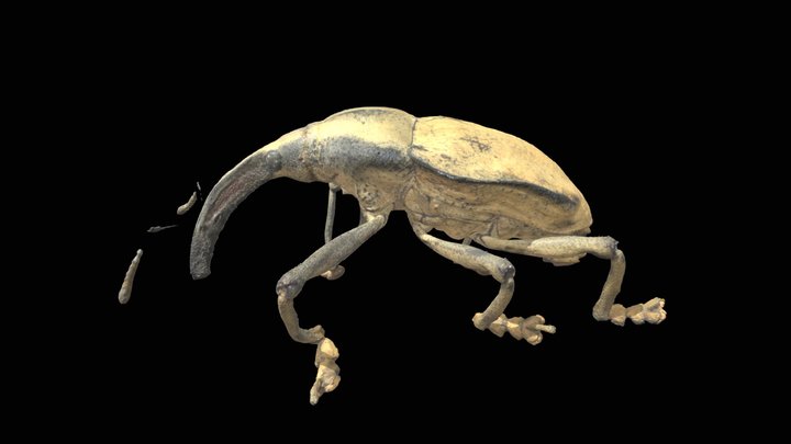 Weevil 3D Model