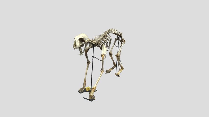 Cat skeleton 3D Model
