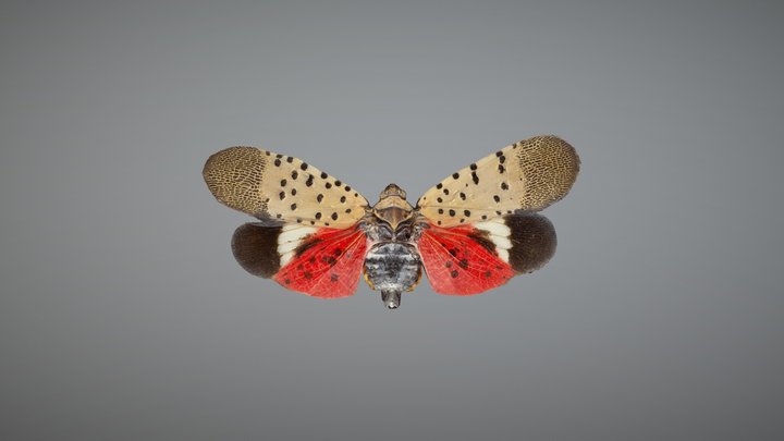 Spotted Lanternfly Male 001