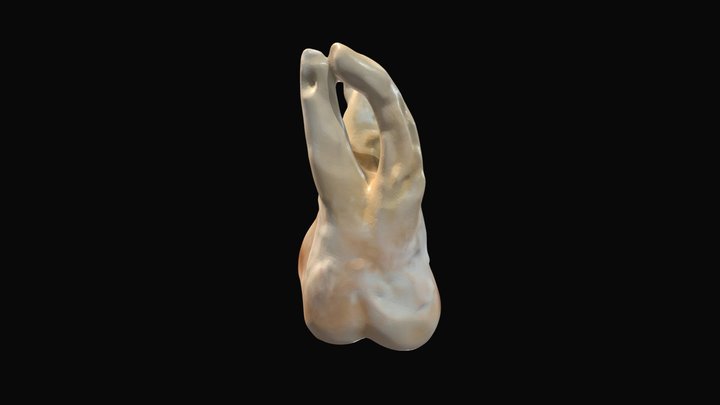 Primer molar maxilar derecho (1.6) 3D Model