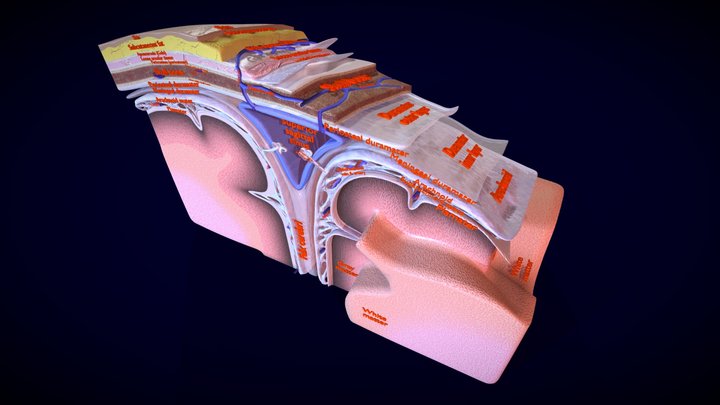 Brain meninges labelled detailed 3D Model
