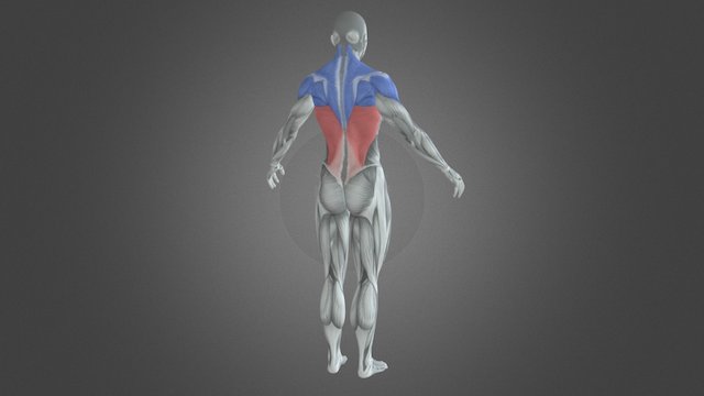 Female Bodybuilder Muscle Involved 3D Model