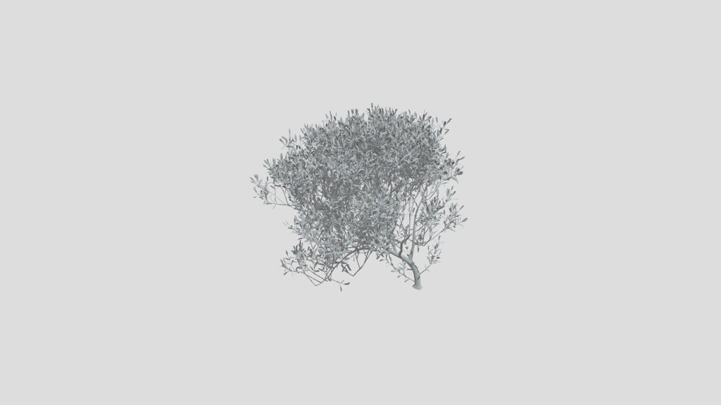 Olive Tree Bent Small