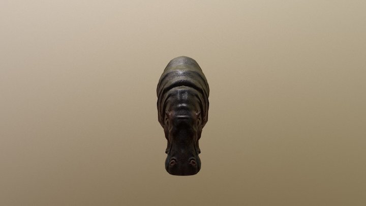 Hippo 3D Model