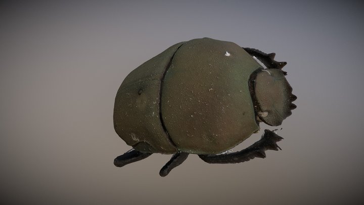 Garreta azureus 3D Model