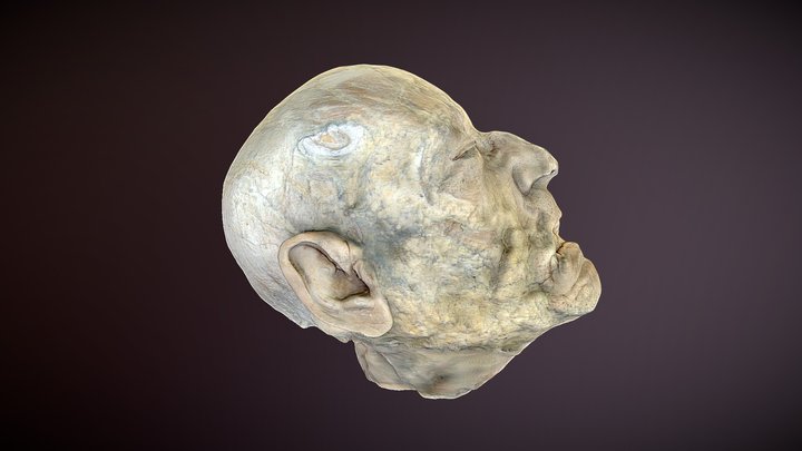 Head_anatomy 3D Model