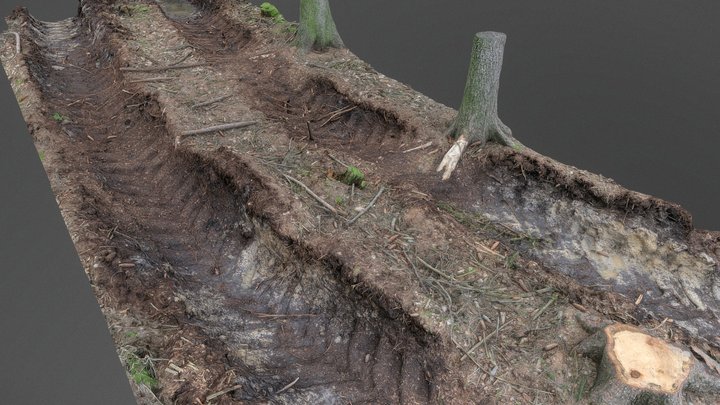 Forest mud tracks 3D Model