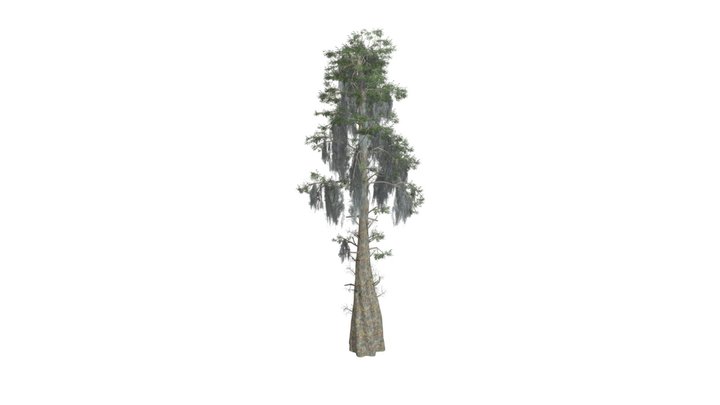 Bald Cypress Tree #03 3D Model