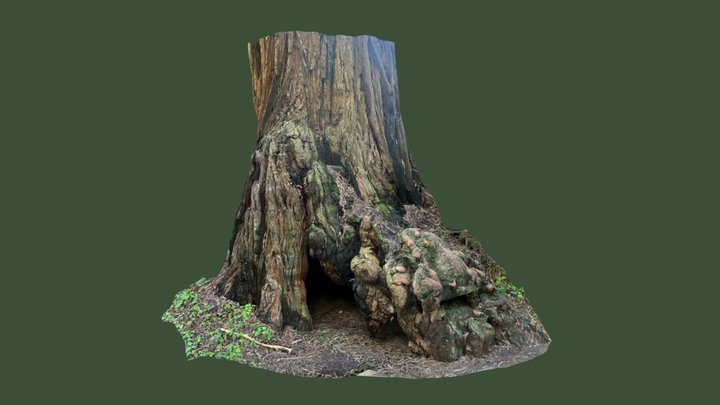 Redwood Roots 3D Model