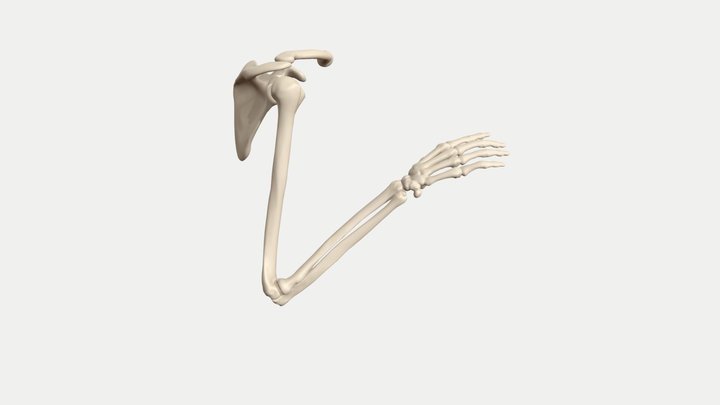 Pronation/supination - arm bones animated 3D Model