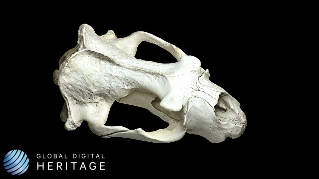 Steller Sea Lion Skull