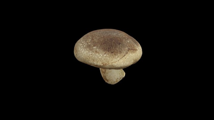 Shitake Mushroom 3D Model