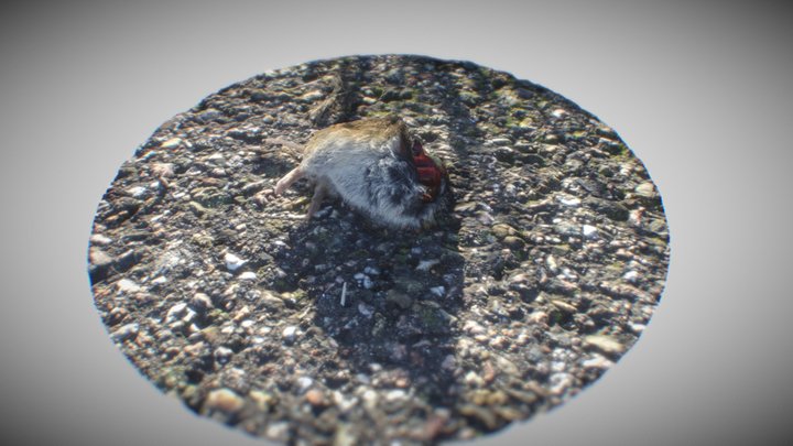 dead animal series: half mouse on bycicle lane 3D Model