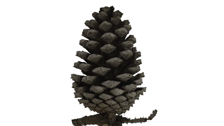 Loblolly pine (Pinus taeda) 3D Model