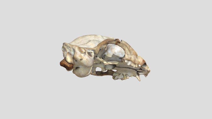 Ocelot 3D models - Sketchfab