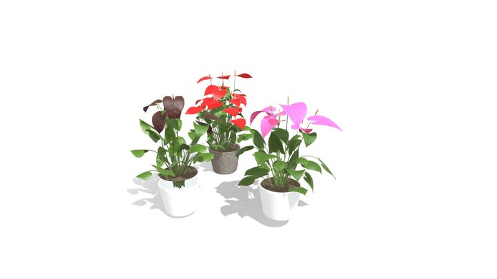 anthurium andean queen Anthurium 'Queen of Hearts' Baby