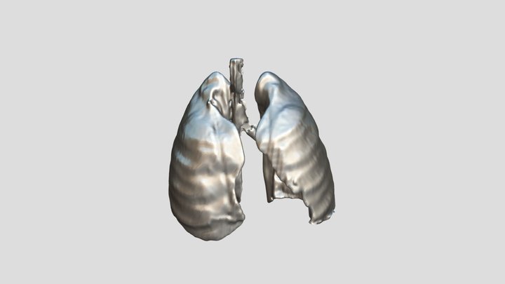 Segmentation Lungs 3D Model