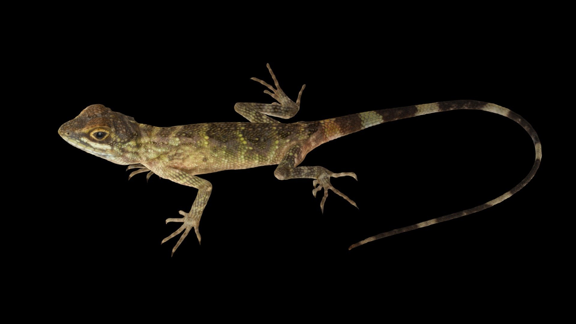 サキシマキノボリトカゲ 🦎 Sakishima Tree Lizard Download Free 3D model by ffish