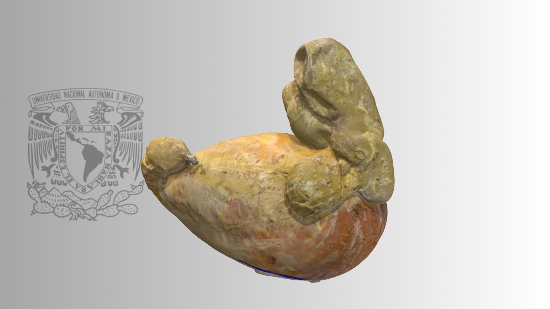 Cow inmature rumen 2 - 3D model by Diego Mauricio Vera Rdz ...