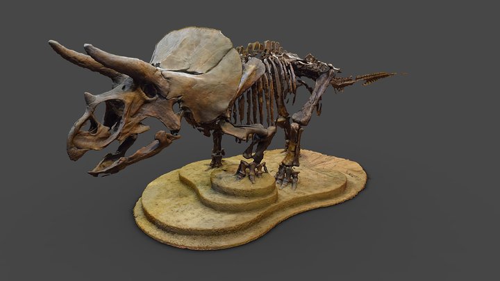 Adult Fossilized Triceratops 3D Model