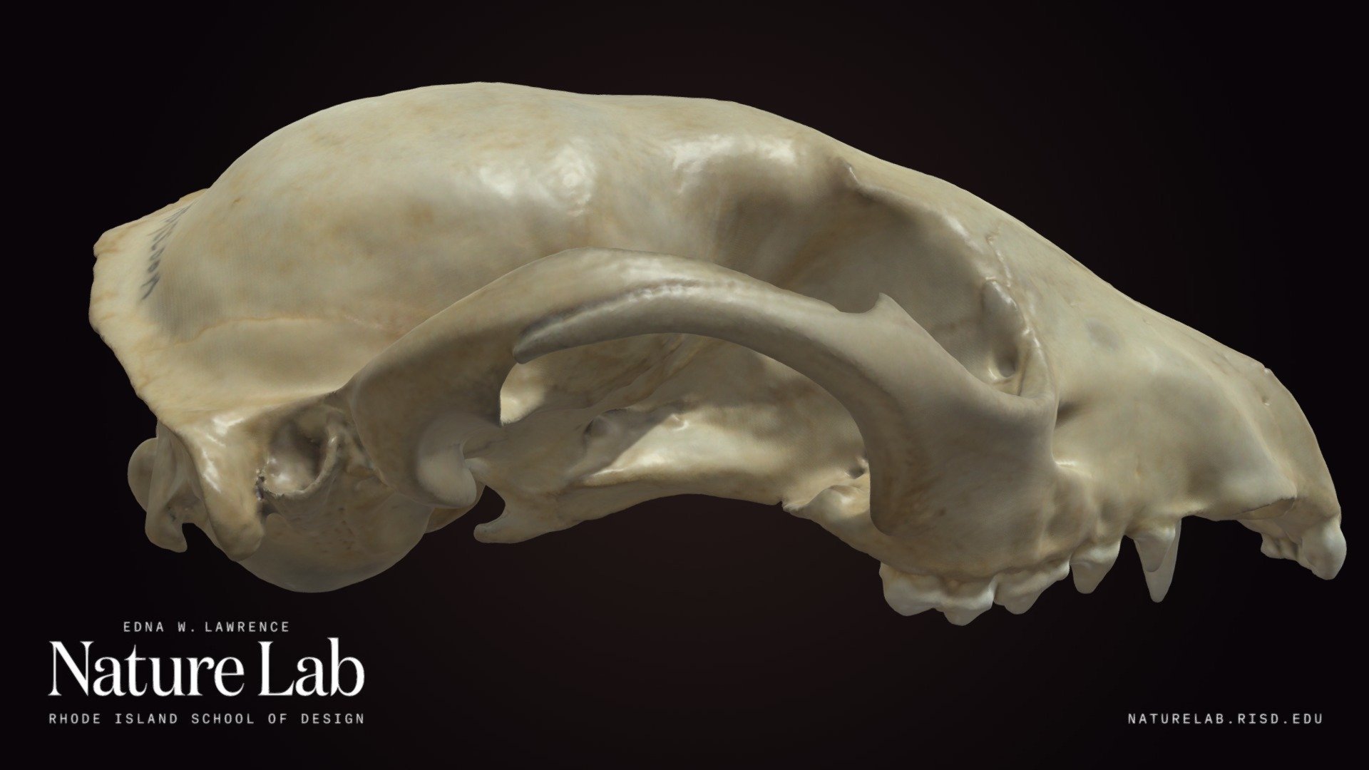 Raccoon Skull