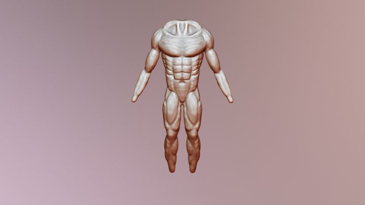 Anatomia 3D Model